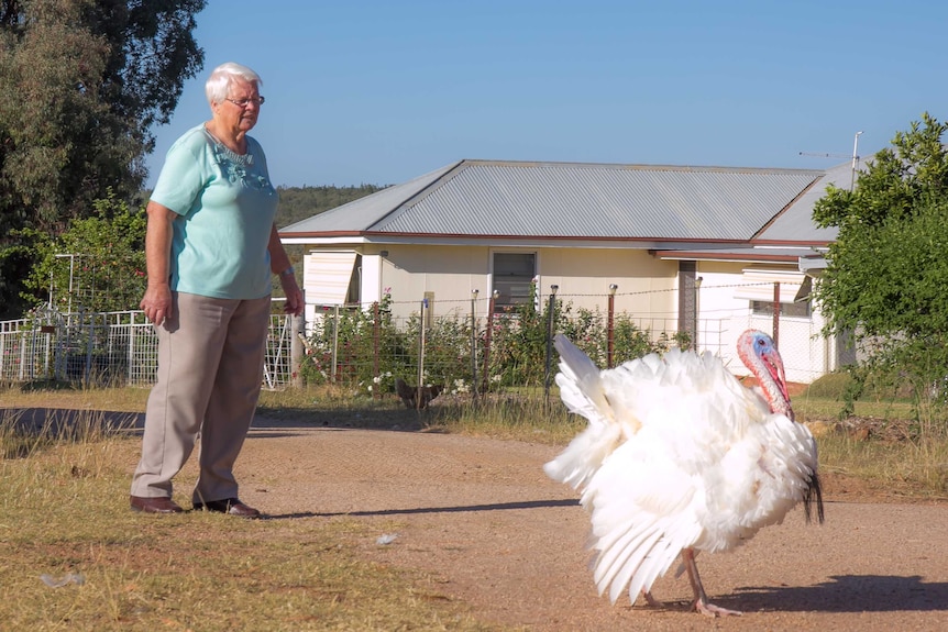 An older woman with white hair stands near a big white male turkey