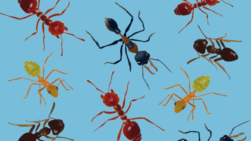 Illustrated ants on a blue background.
