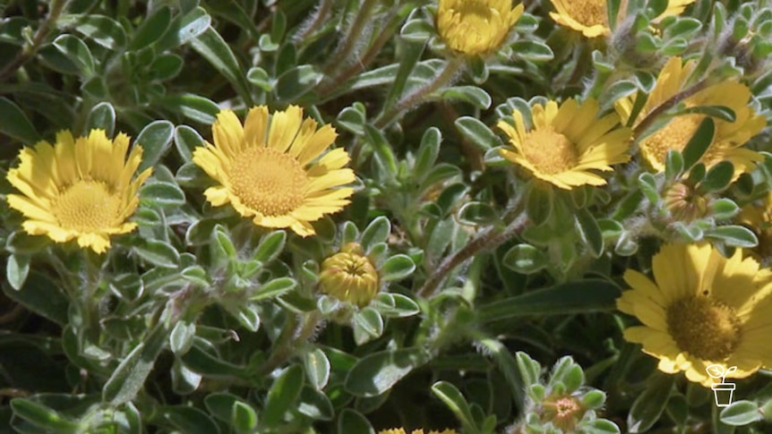 Bright yellow flowers growing on shrub plant