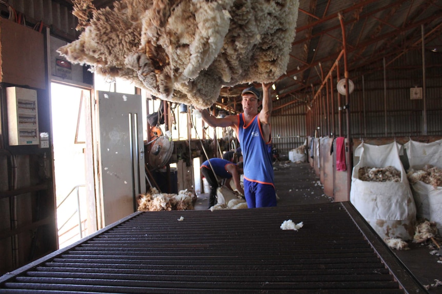 A young man stands at the end of a wool table and throws a fleece towards the camera