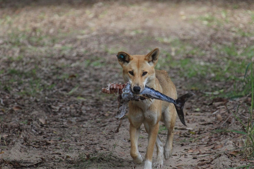 A dingo walks down a track with a fish in its mouth. 