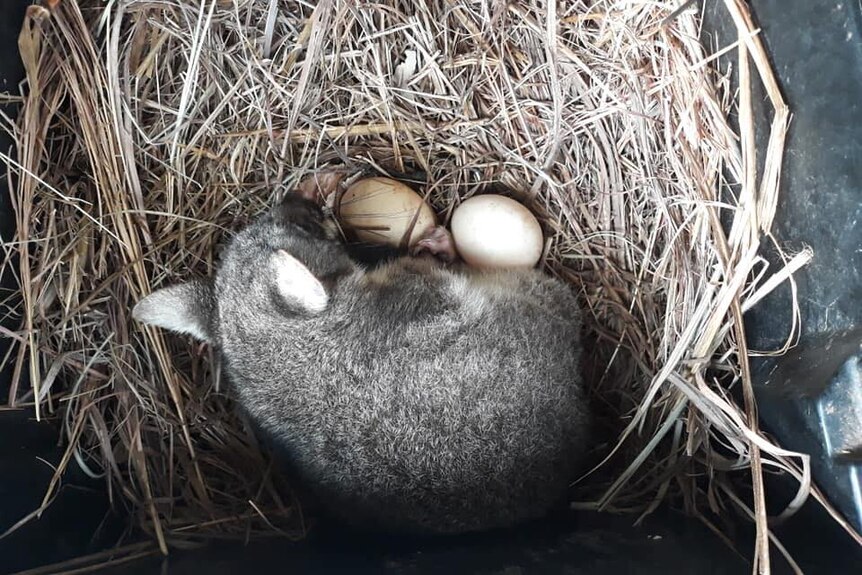 A possum lays on eggs in a chook shed.