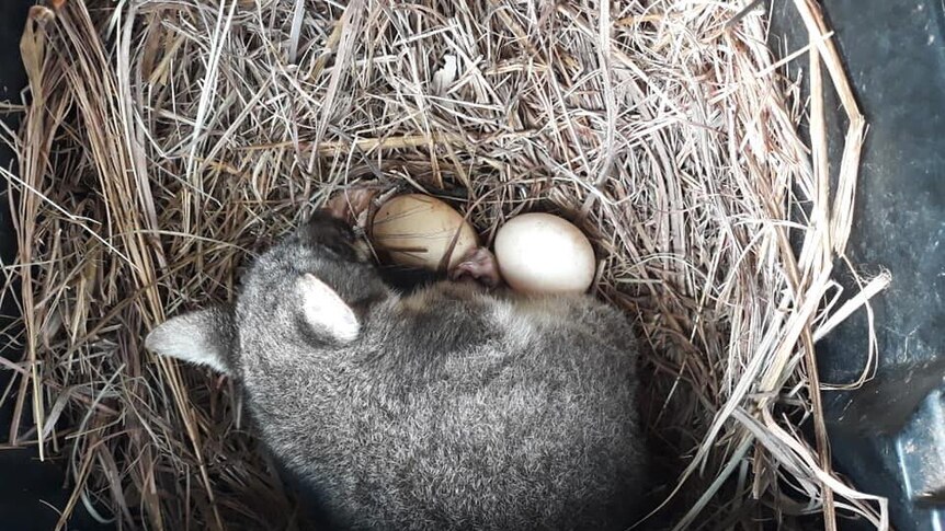 A possum lays on eggs in a chook shed.