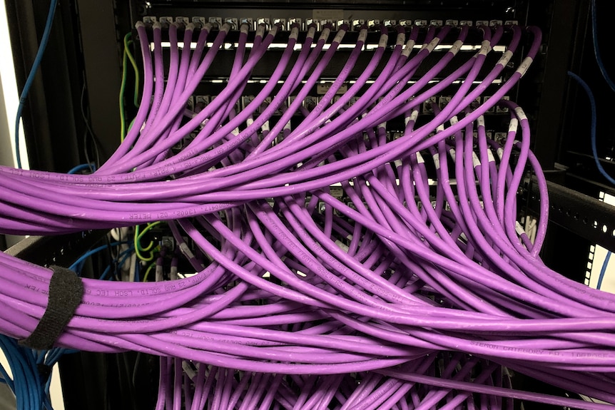 A large amount of purple data cables plugged into the back of a rack in a data room.