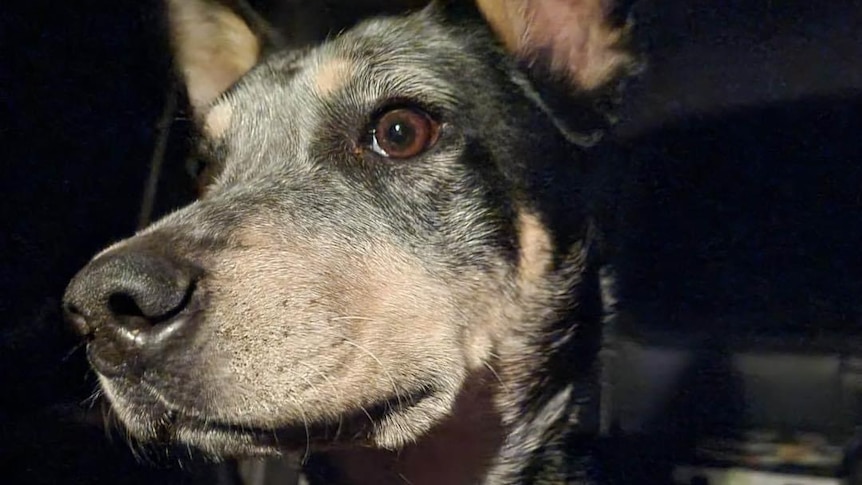 A close-up of the face of a blue heeler in the back tray of a car at night.