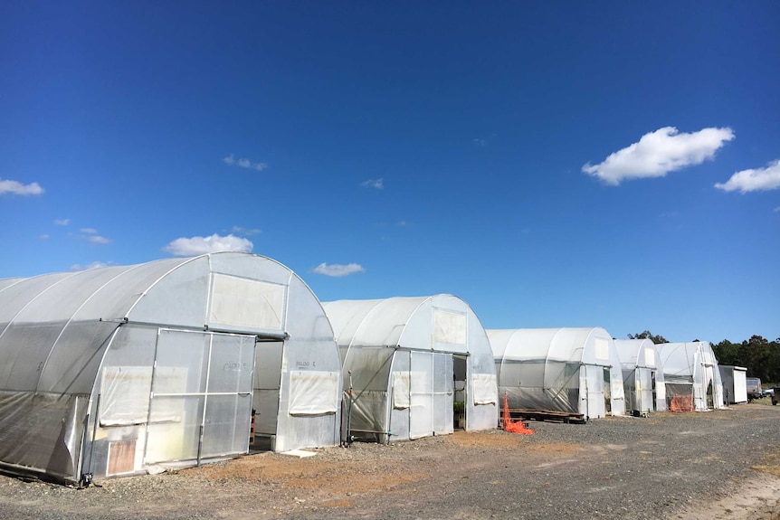 Five of the large long white tunnels that Bugs for Bugs uses to grow beans and bugs.