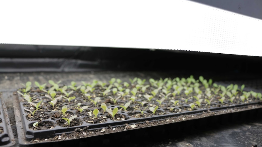Lettuce seedling in rows under lights