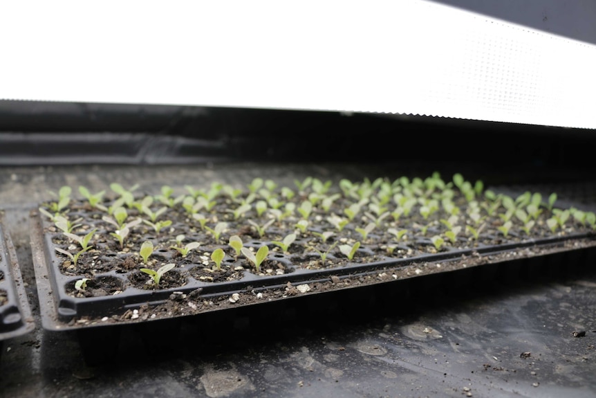 Lettuce seedling in rows under lights