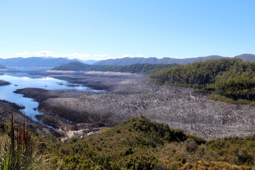 Lake Gordon's low level exposes trees