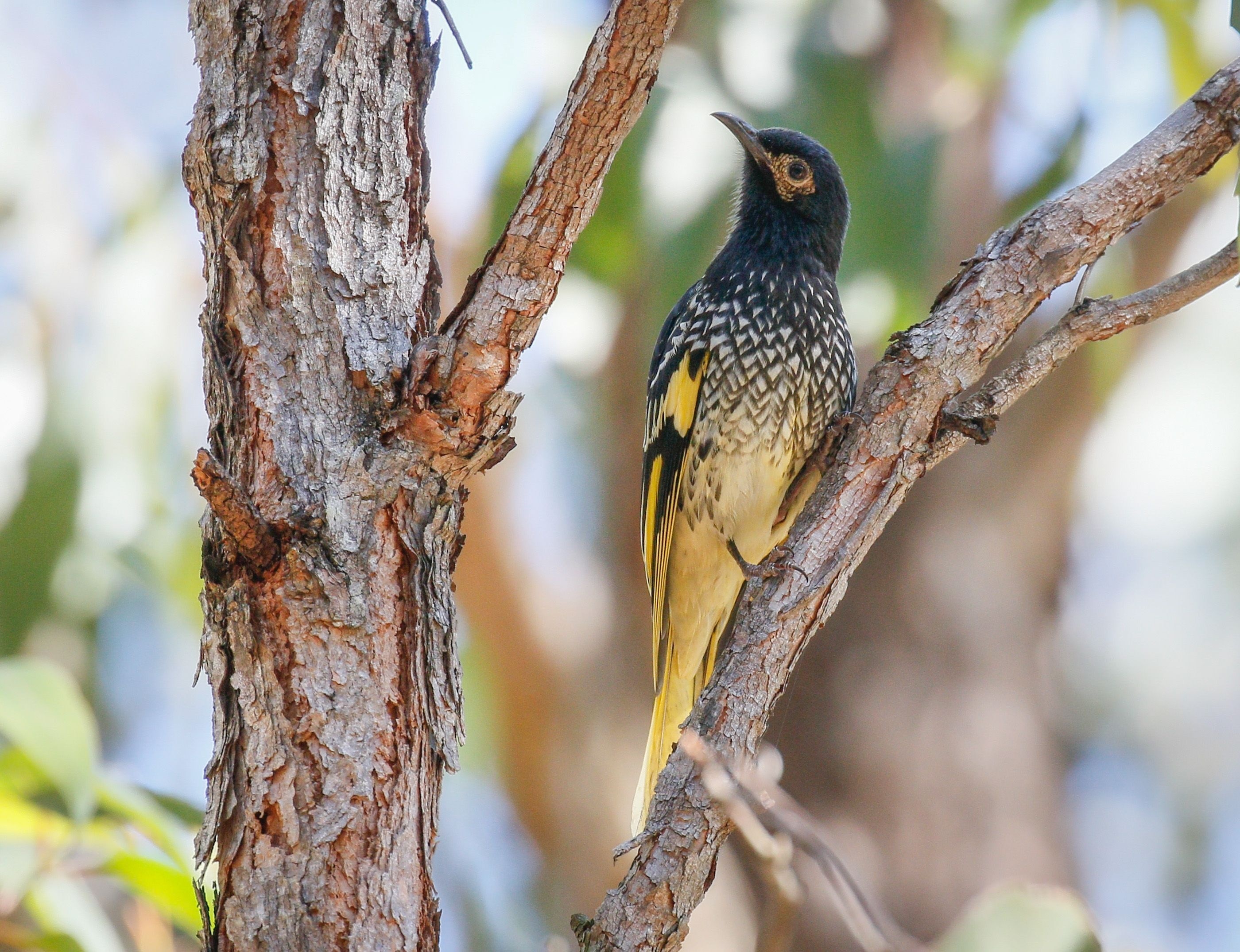 A small black and yellow bird with a sharp beak sits on the branch of a tree