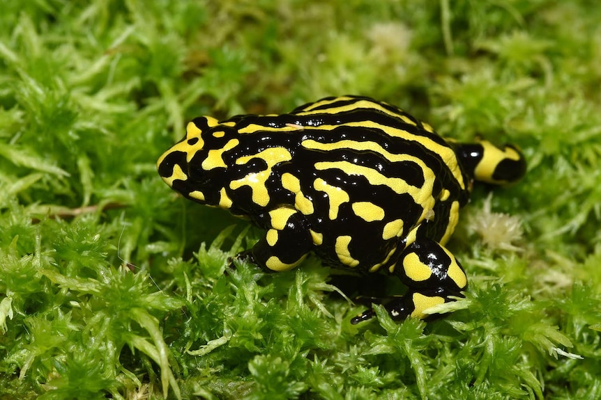A striking yellow and black marked frog sitting on green plants