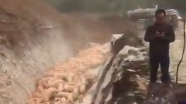 Live pigs being buried alive in China.