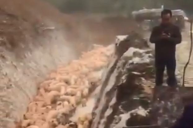 Live pigs being buried alive in China.