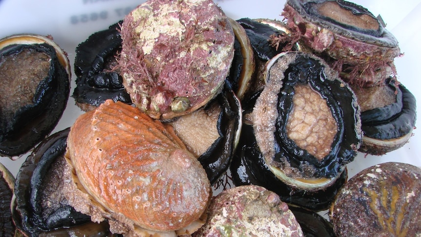 Tasmanian abalone