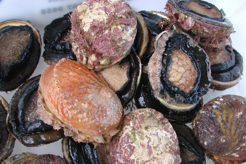 Tasmanian abalone