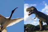 Side-by-side image of an ibis in flight and a model of a Tyrannosaurus rex