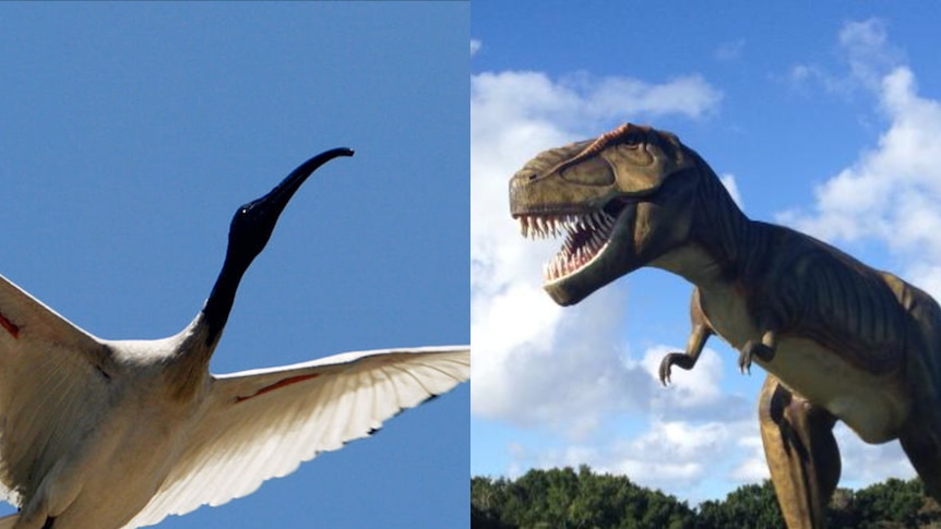 Side-by-side image of an ibis in flight and a model of a Tyrannosaurus rex