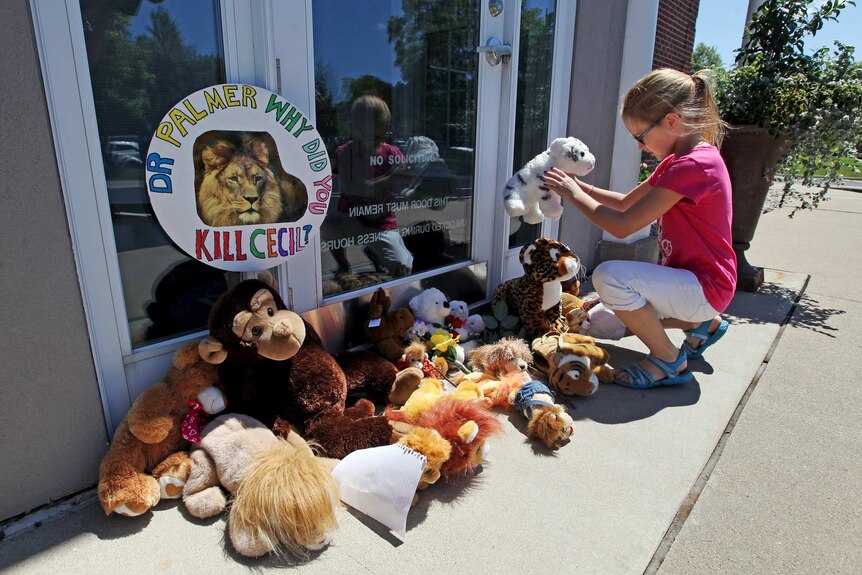 Girl places a stuffed animal at the doorway of Dr Walter Palmer's dental clinic in protest against the killing of Cecil the lion