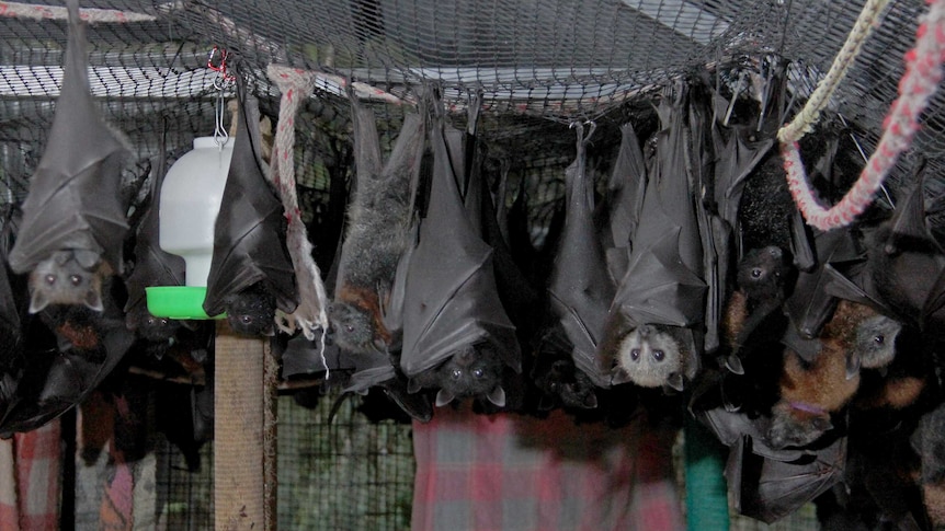Captive juvenile bats