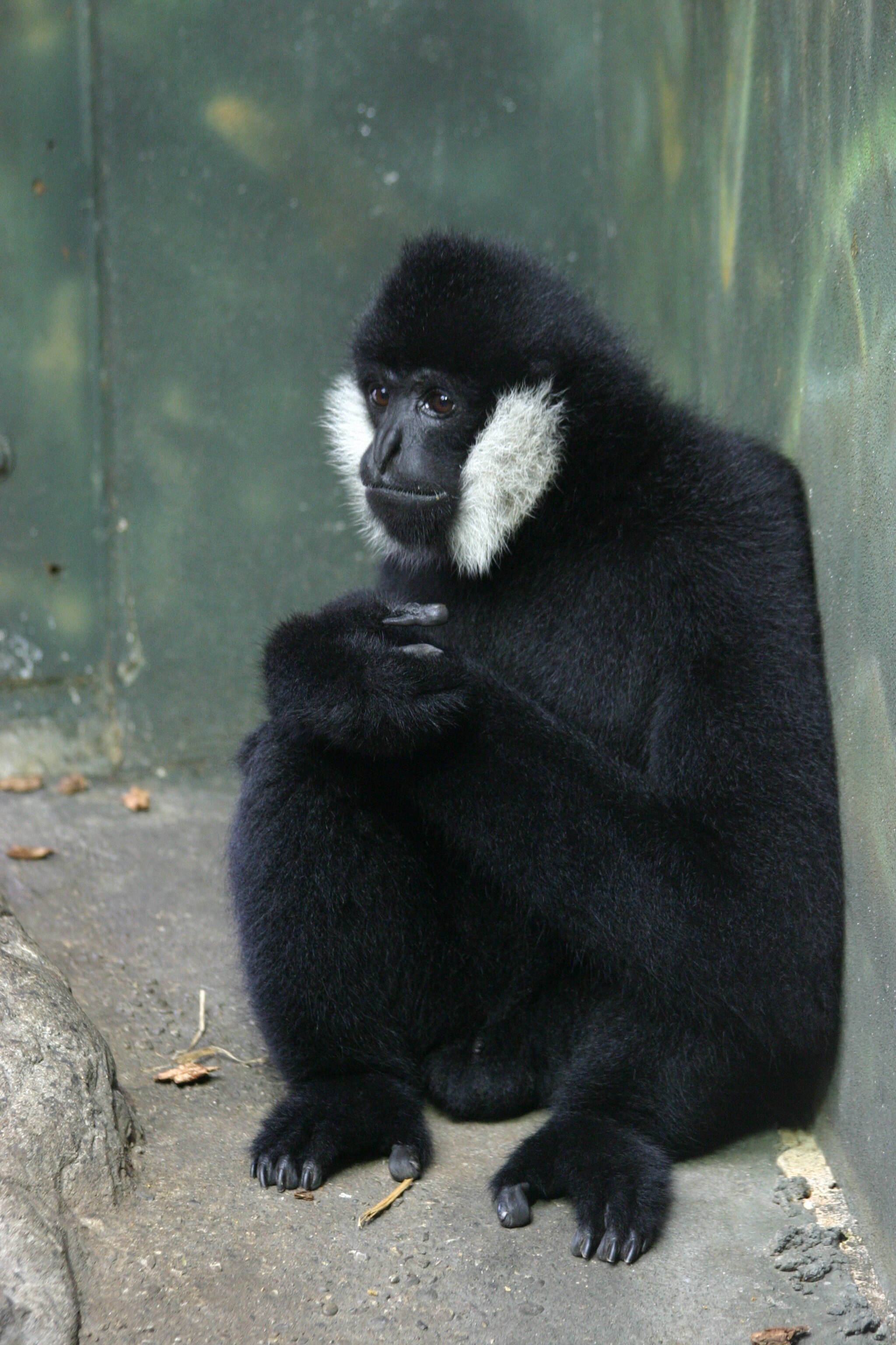 An image of a black gibbon sitting