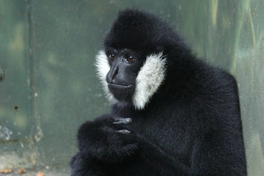 An image of a black gibbon sitting