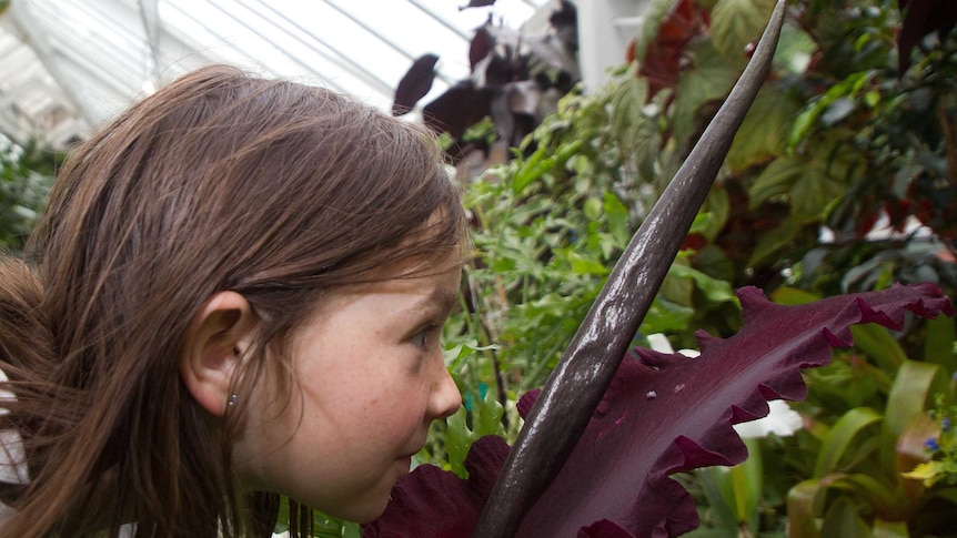 A child smells the Dracunculus Vulgaris lily at the Wellington Botanic Gardens on October 12, 2012.