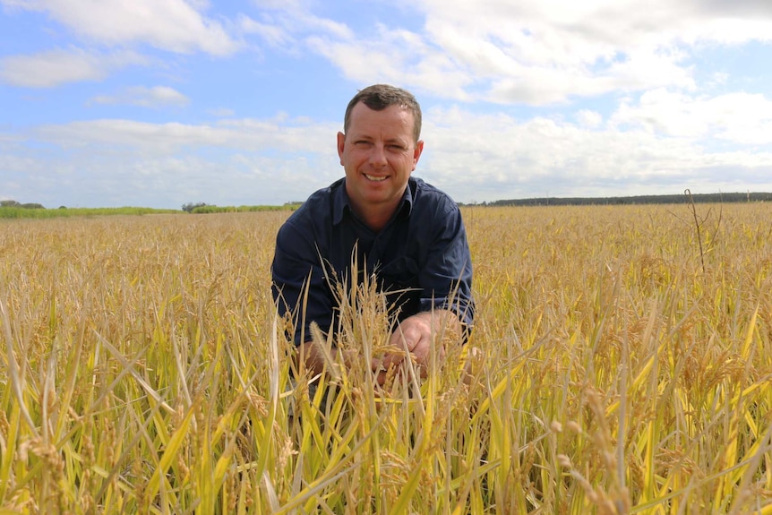 Steve Rogers kneeling in a rice crop.