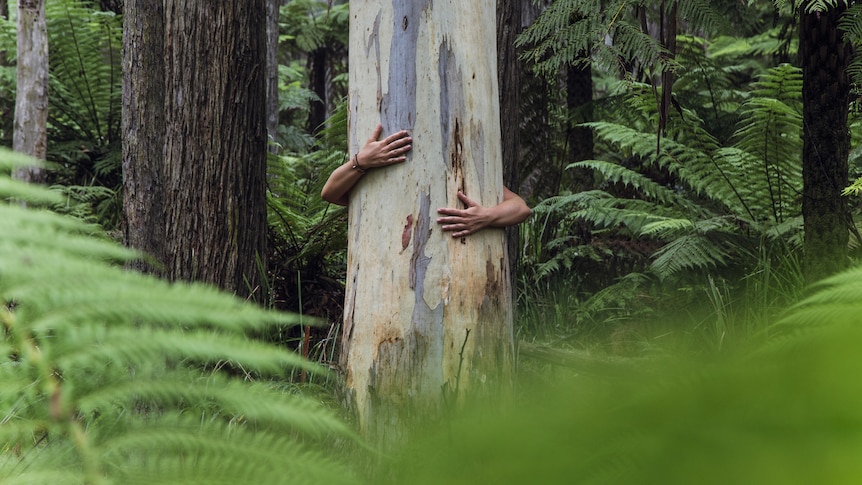 An image of someone hugging a tree. They're behind the tree so only their arms are visible. The tree is surrounded by ferns.