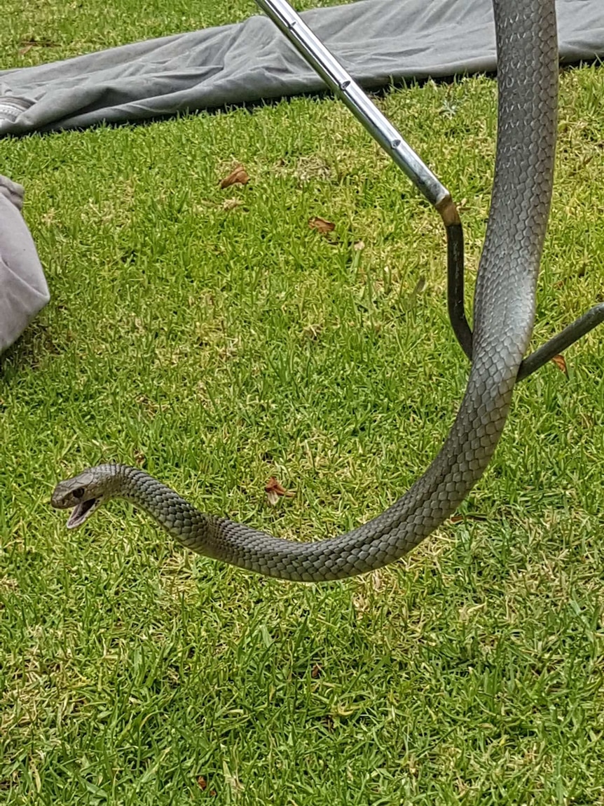 Cory Kerewaro catches a snake