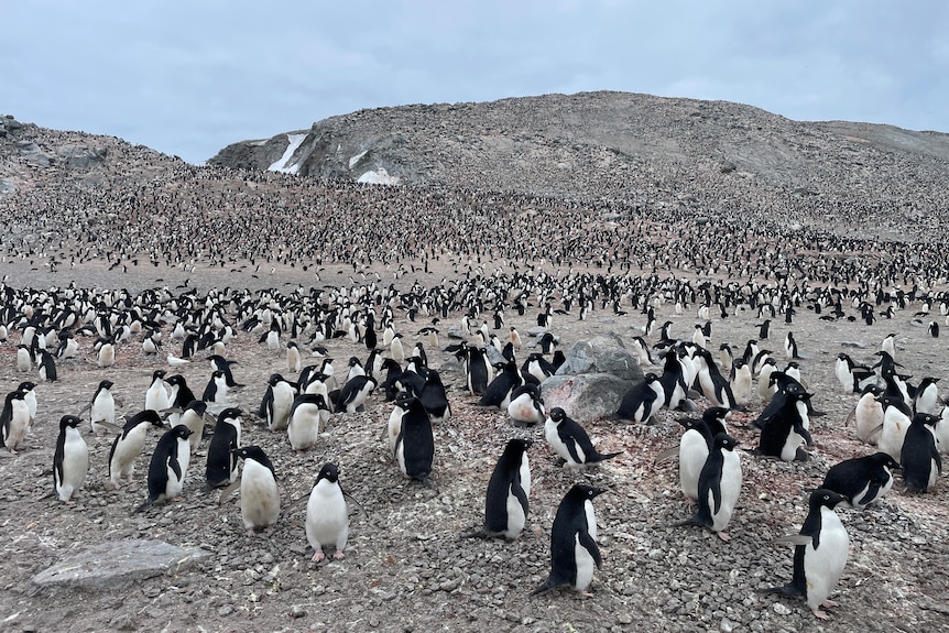 Thousands of penguins on an island in the Antarctic. 