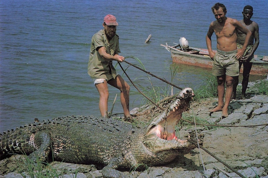 Man wearing cap on a river bank pulling a rope tied around a crocodile's snout.