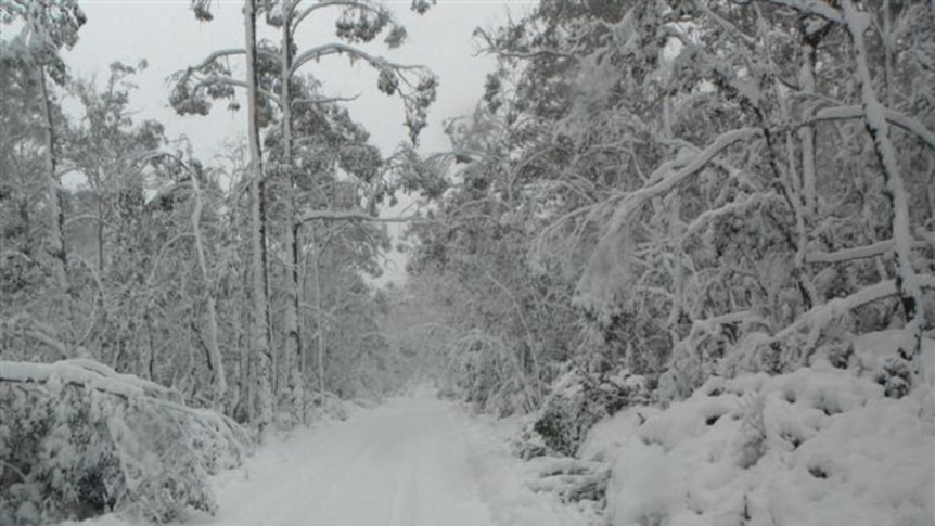 snowy Tasmanian road
