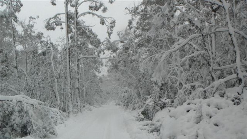 Ben Lomond Road closed by snow