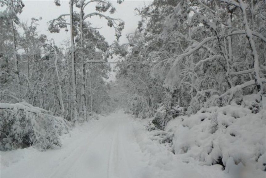 snowy Tasmanian road