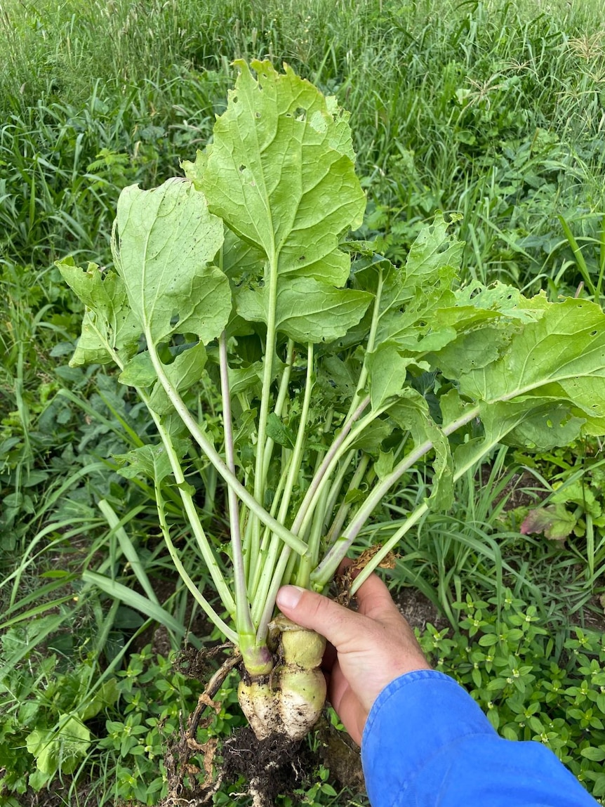 A plant pulled from a pasture.