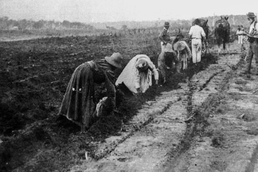 Photo from 1897 of workers in a north Queensland field, planting into furrows dug by a horse and plough.