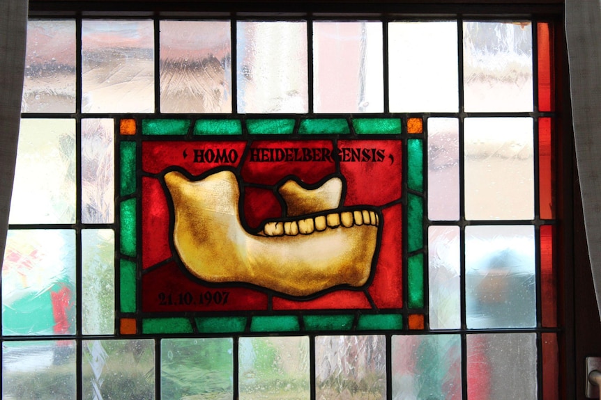 A stained glass window showing the mandible and 'homo heidelbergensis' in the pane