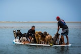 Dogs participating in surfing world record at 1770
