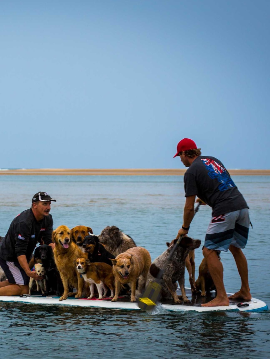 Dogs participating in surfing world record at 1770