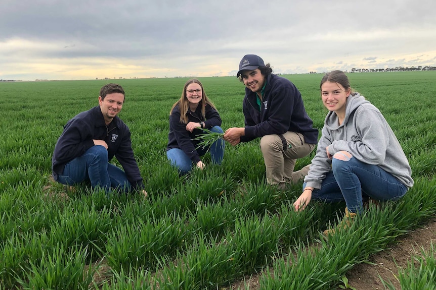 Four students inspect a crop.