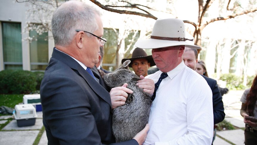 Scott Morrison passes a wombat to Barnaby Joyce