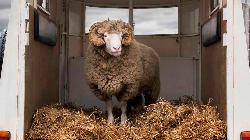 Ram in back of trailer with plenty of straw