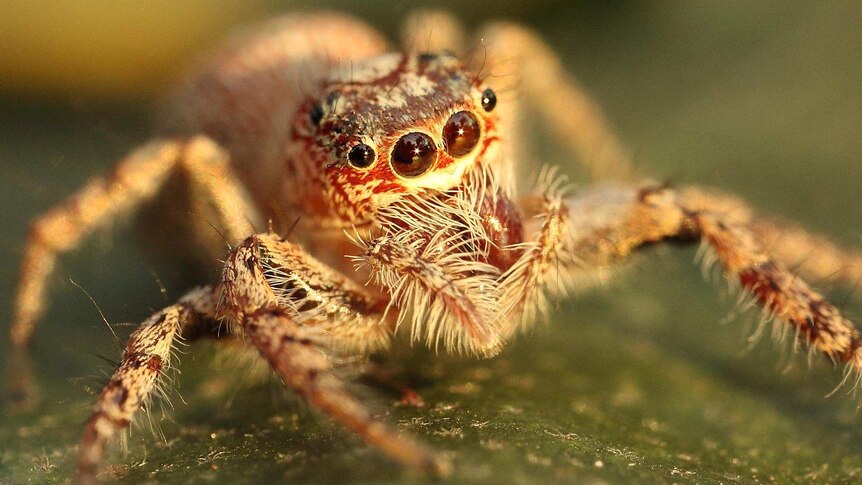 A close up image of a red, brown and white jumping spider.