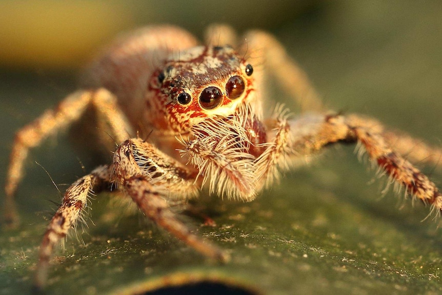 A close up image of a red, brown and white jumping spider.