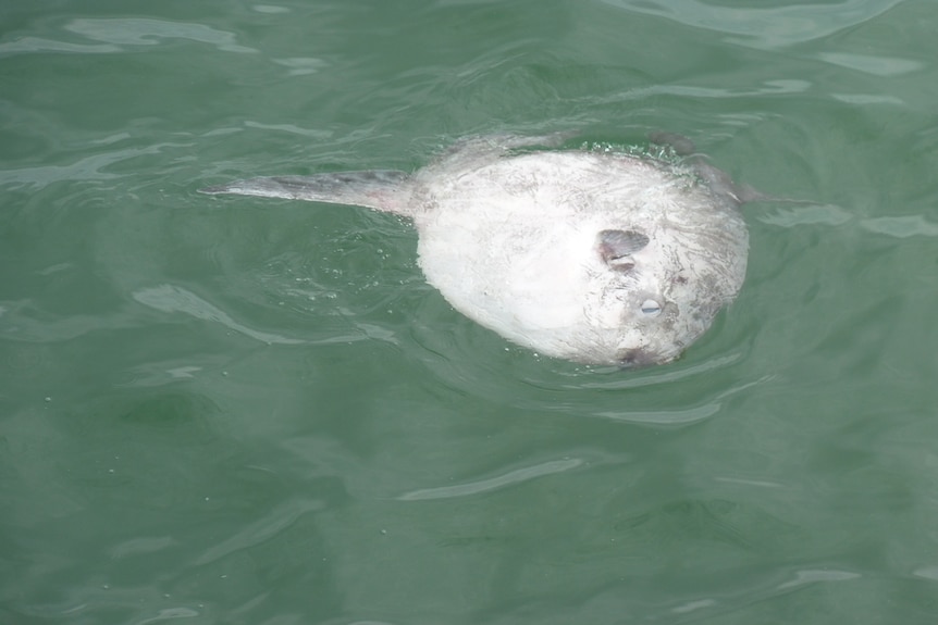 A flat round fish lying on its side with a fin