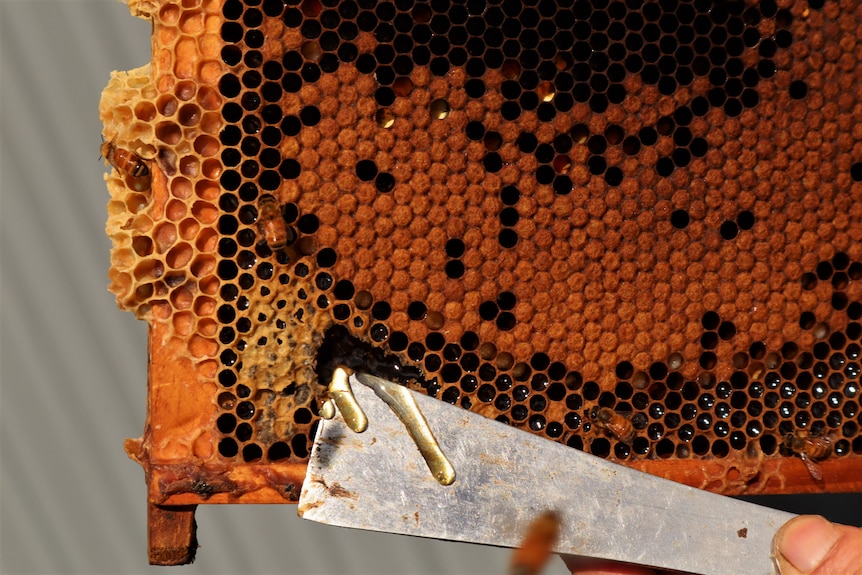 Honey dripping from hive panel onto metal spatula. 