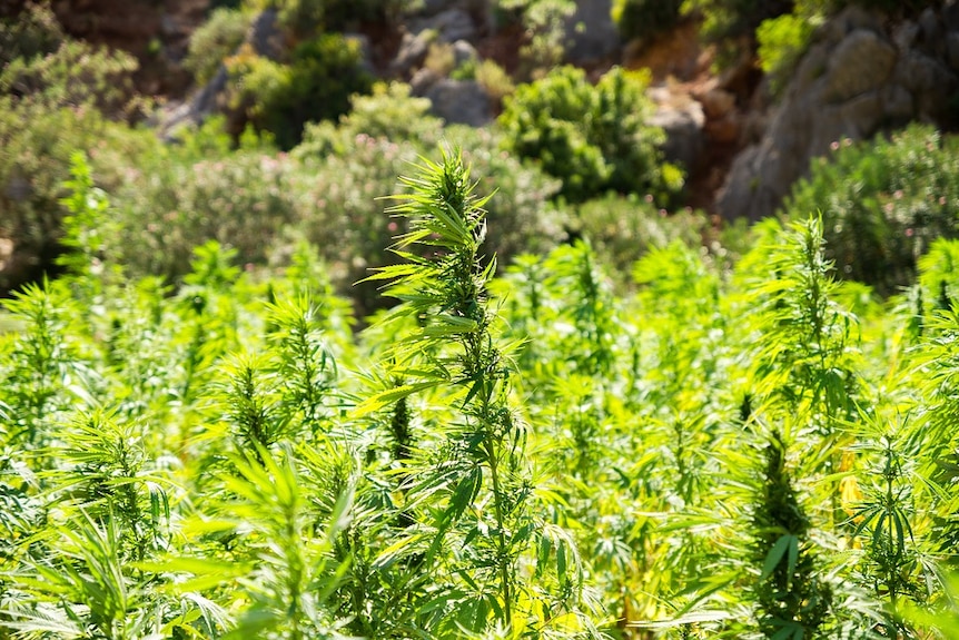 A crop of medicinal cannabis.