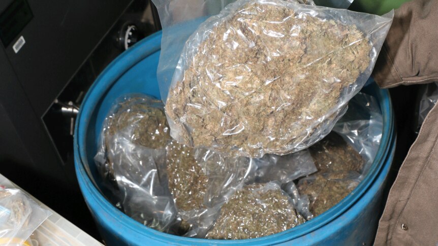 Cannabis seized in a police raid on a property near Warwick on Wednesday.