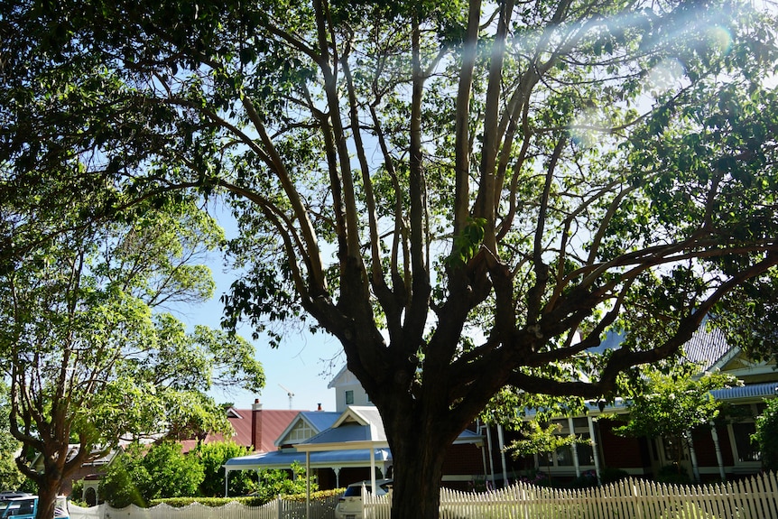 A giant tree pictured in front of a house