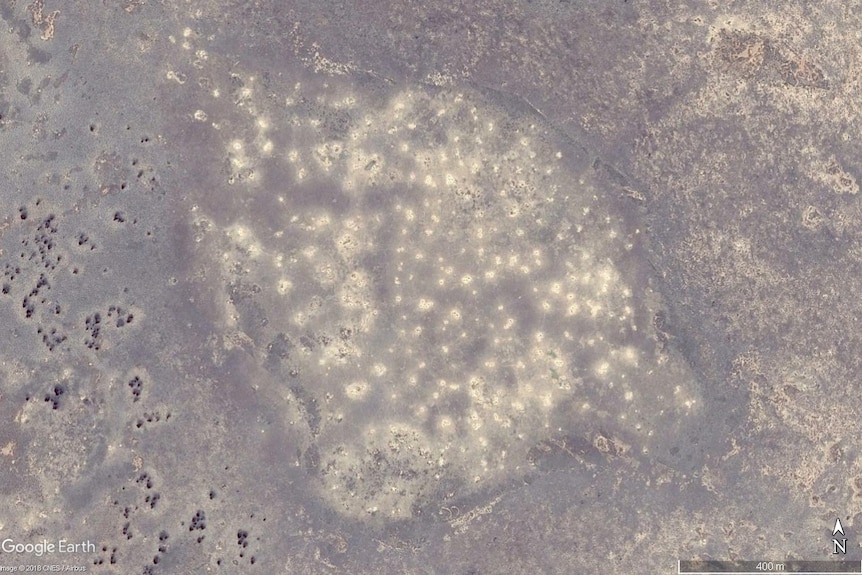 An aerial image of the desert with holes marking wombat burrows.